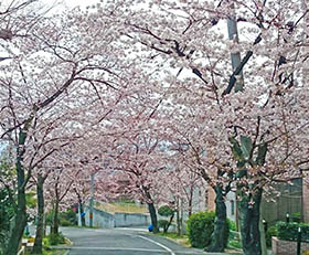 駅長お薦めフリーハイキング（踏破賞対象）春を探そう 東大阪桜花&謳歌 