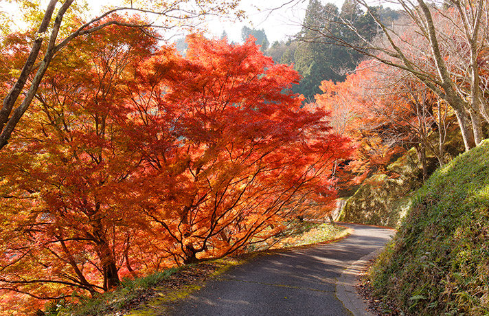 吉野、飛鳥地區