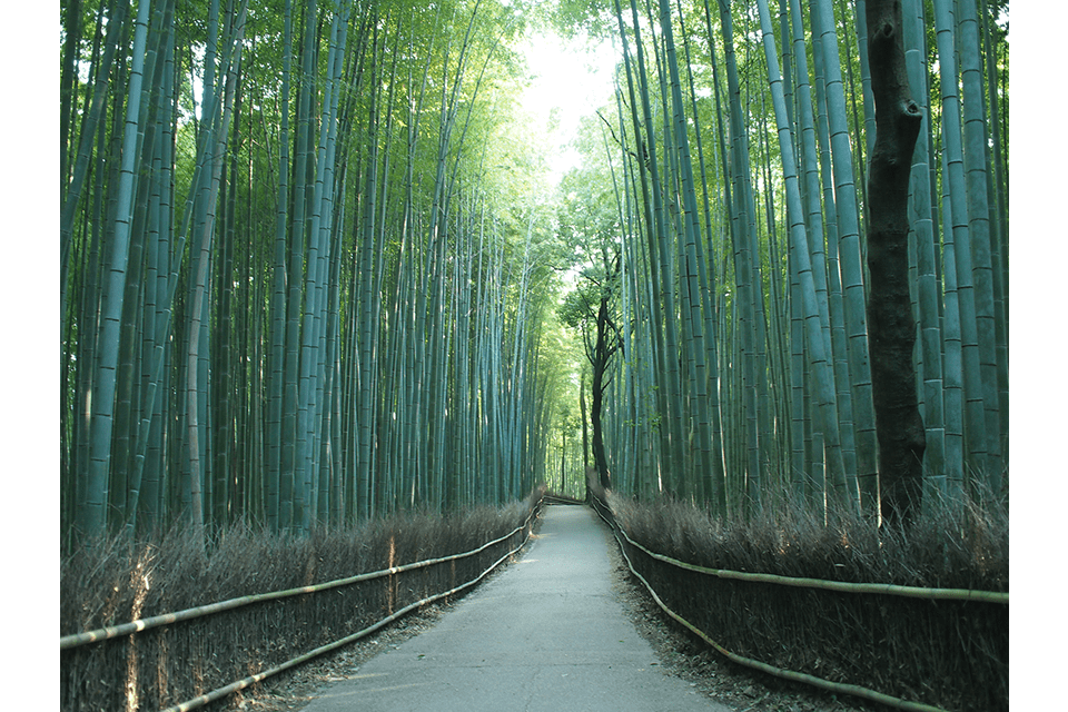 &copy;Kyoto Media Support Center