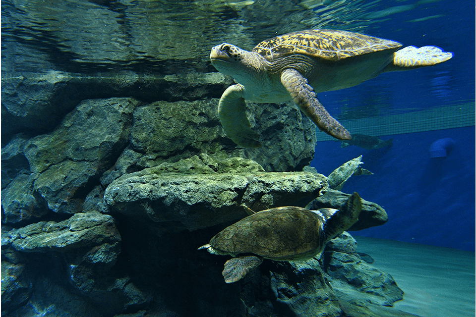 &copy;Port of Nagoya Public Aquarium