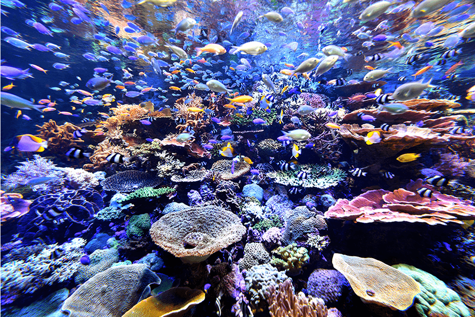 &copy;Port of Nagoya Public Aquarium