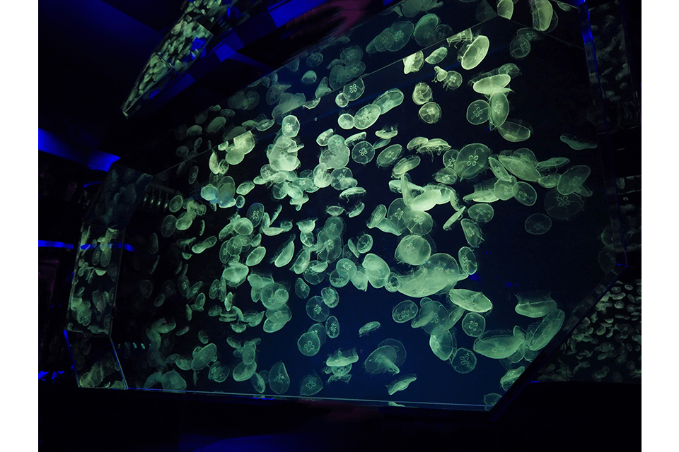 &copy;Port of Nagoya Public Aquarium