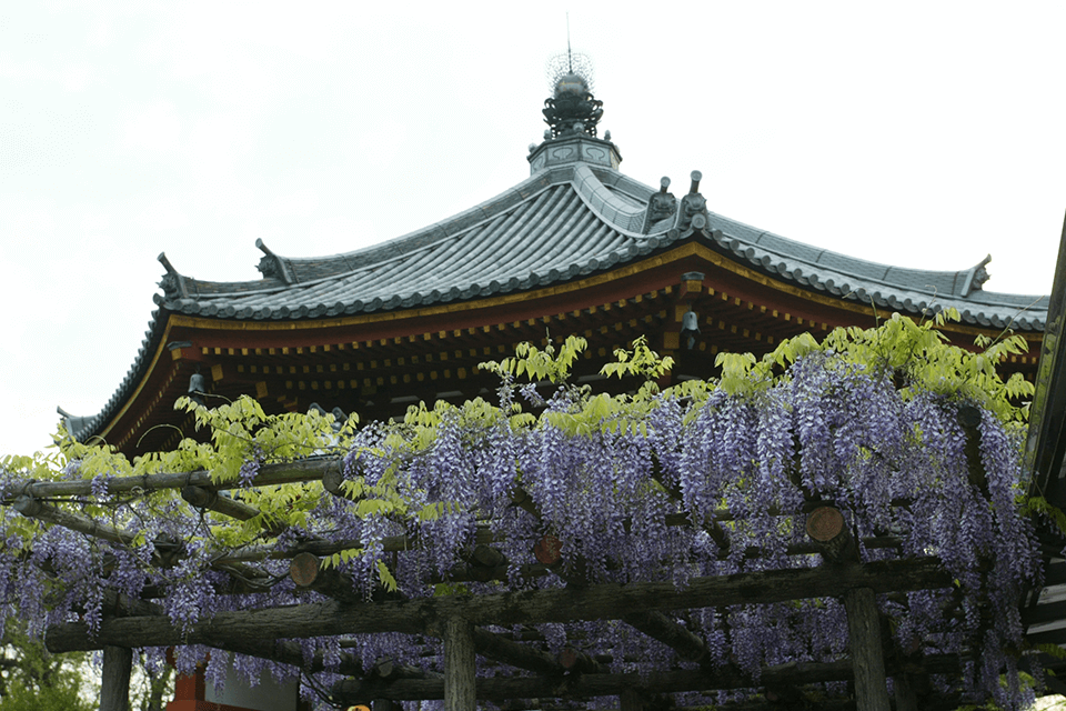 Photo by Nara City Tourism Association