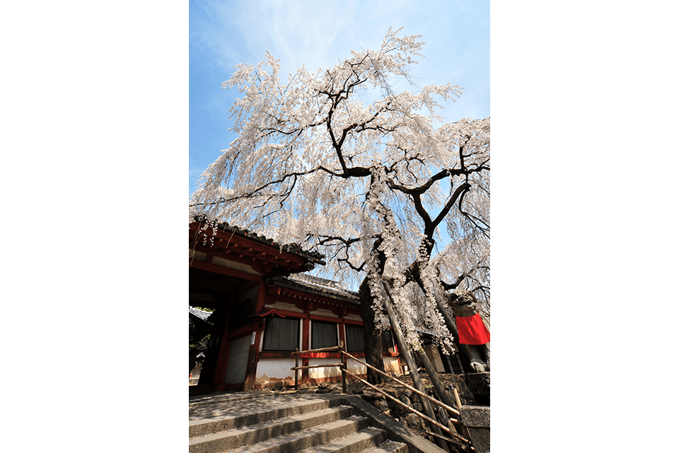 Photo by Nara City Tourism Association