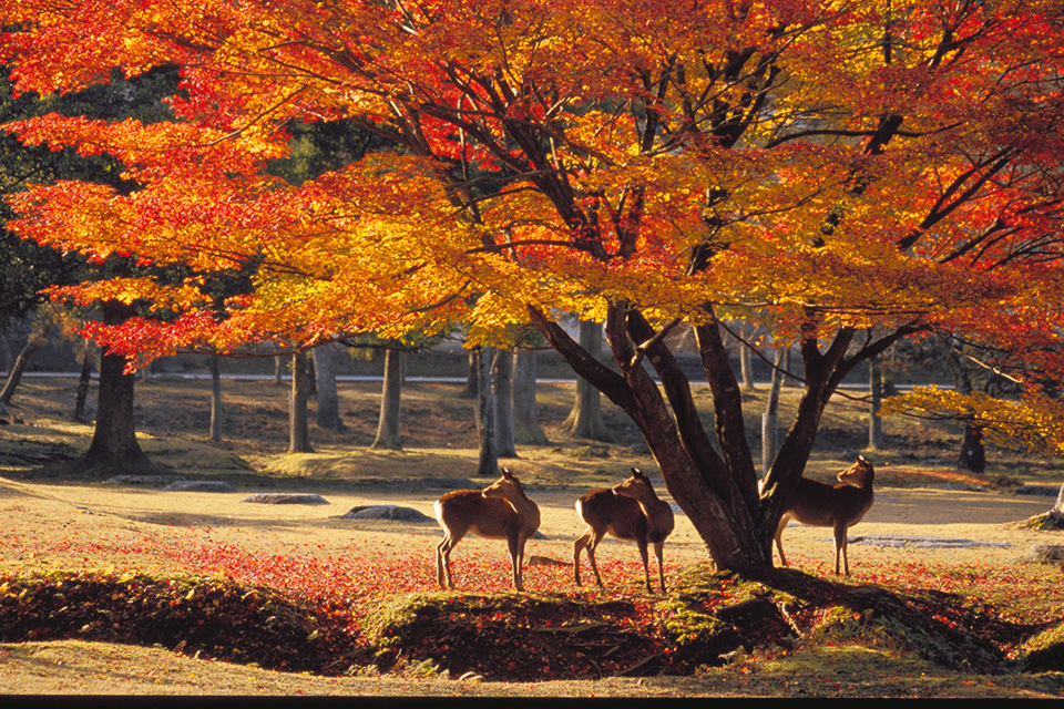Photo by Nara City Tourism Association