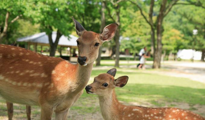 鹿（奈良公園、若草山）