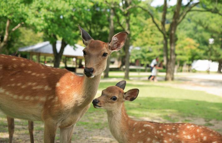 Nara Park and Mt. Ikoma Area