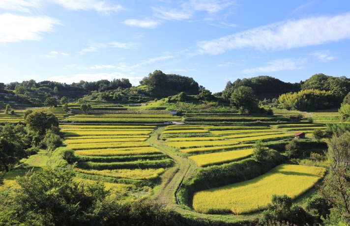 Yoshino and Asuka Area