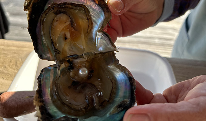 Pearl-extracting experience (Pearl Miki)