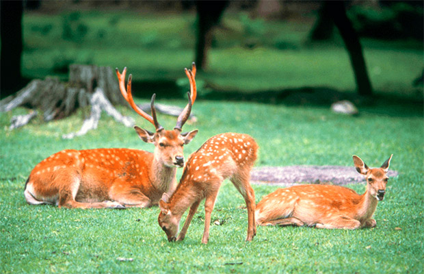 1DAY Nara's History and Culture ~Beginners Course~