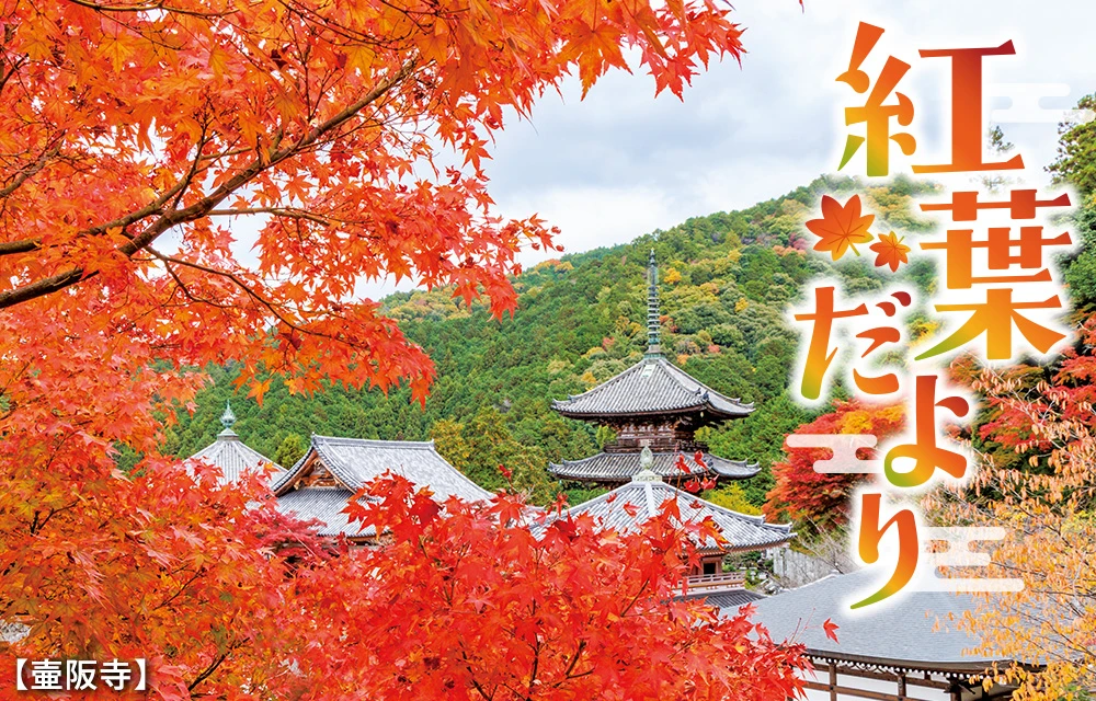 花だより