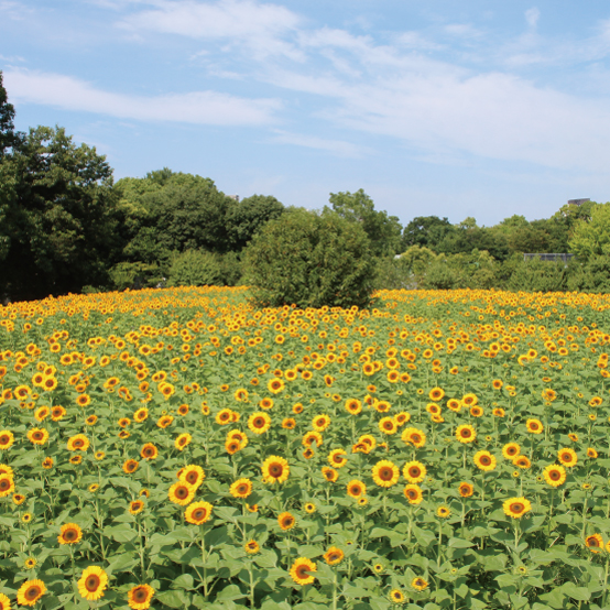 大阪市立長居植物園の写真