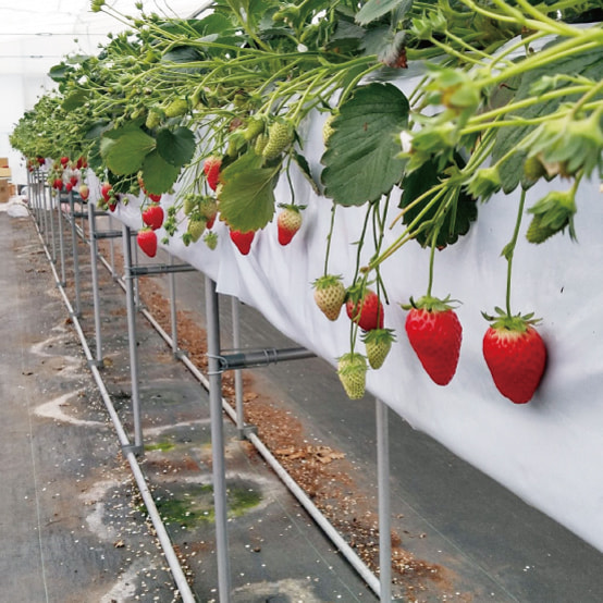 西野農園の写真