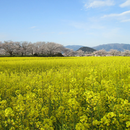 藤原宮跡の写真