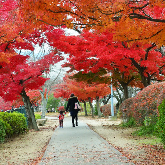 大中公園の写真