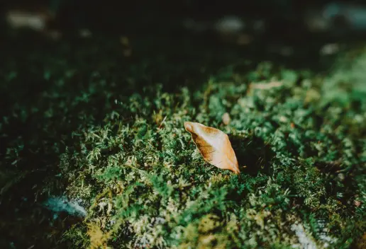 奈良・吉野の旅で撮影した写真