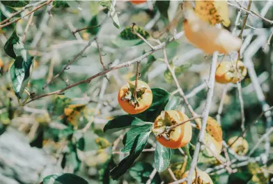 奈良・吉野の旅で撮影した写真