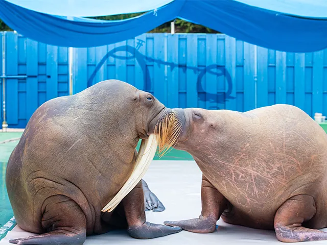 ゼロ距離水族館 伊勢シーパラダイス