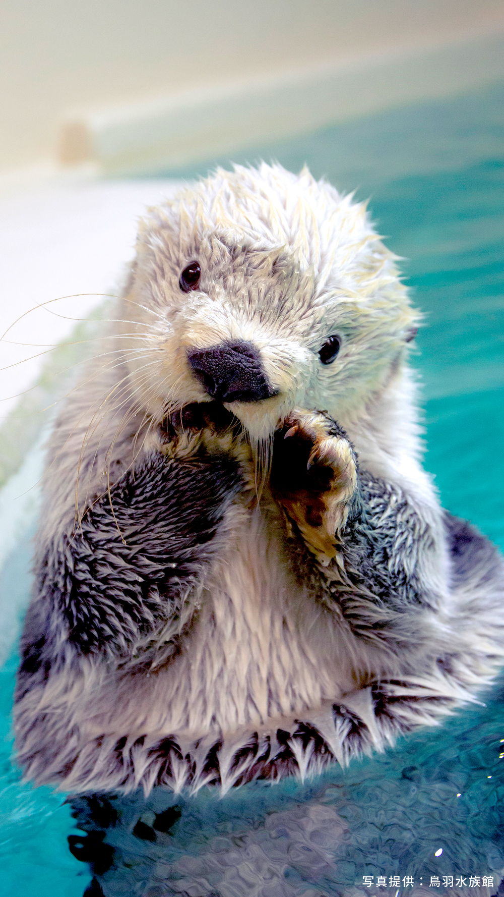 写真提供：鳥羽水族館