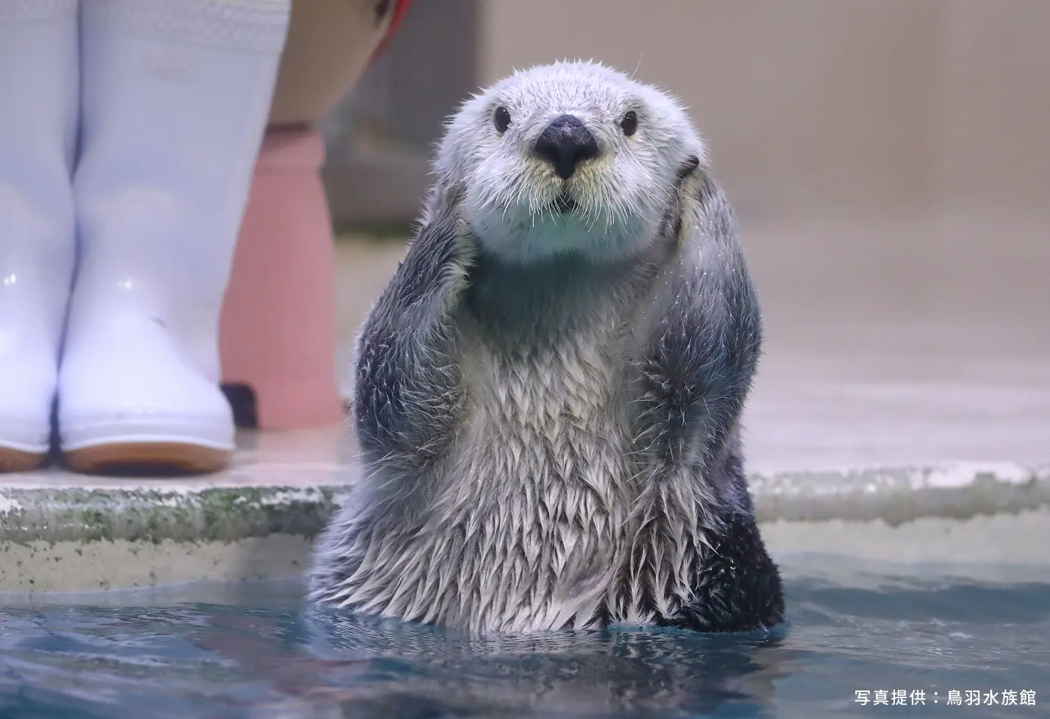 写真提供：鳥羽水族館