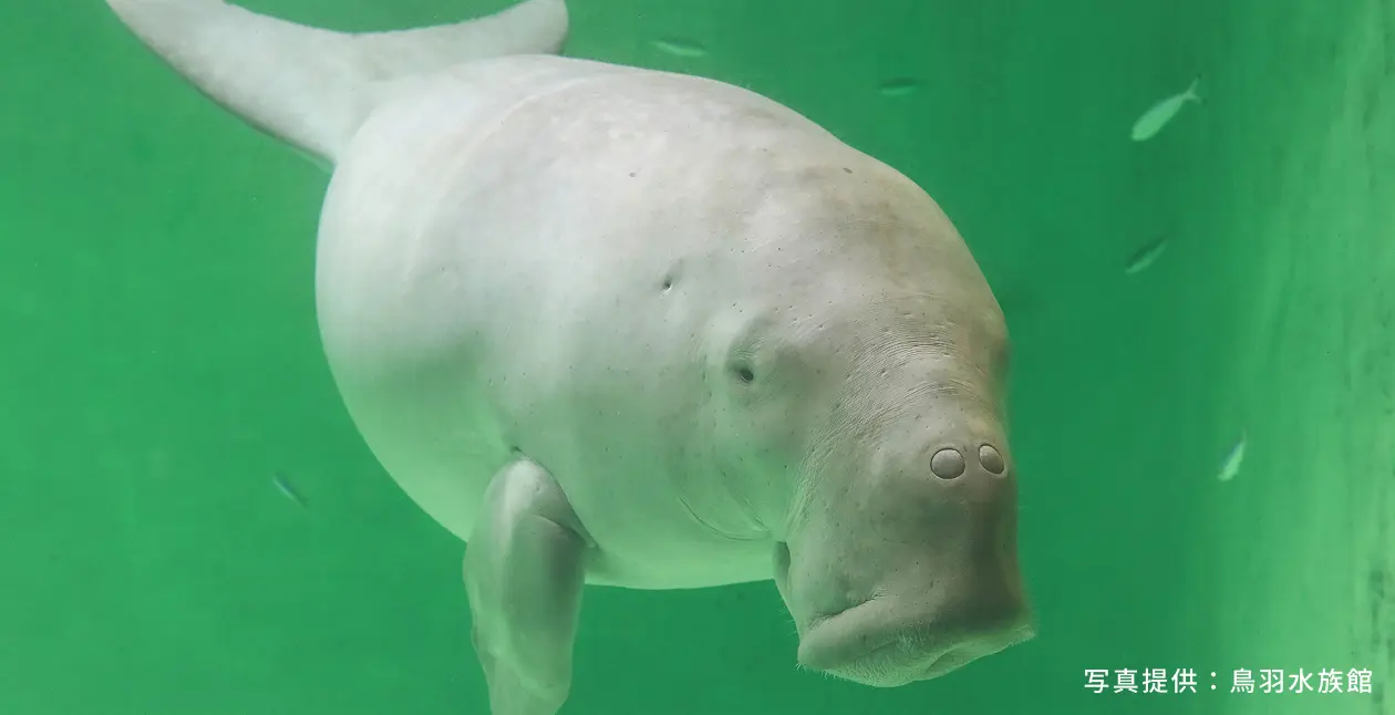 写真提供：鳥羽水族館