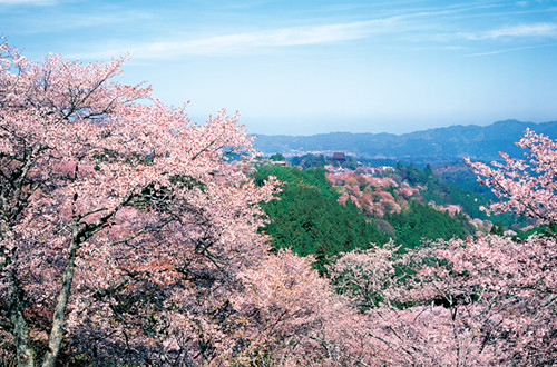 吉野山回遊［上千本/中千本/下千本］コース